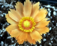 Big serrated petals of an orangey coloyr